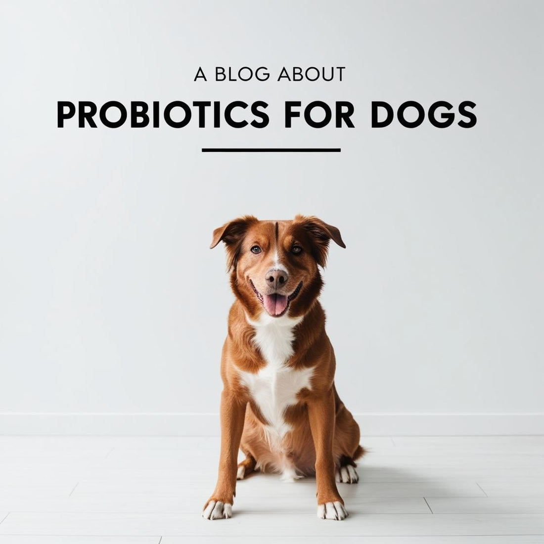 Happy brown and white dog sitting indoors under probiotics for dogs blog text