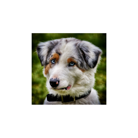 Australian Shepherd dog with blue eyes, wearing a collar, outdoors on green grass