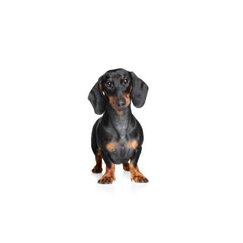 Black and tan dachshund dog standing on white background, pet health and wellness concept