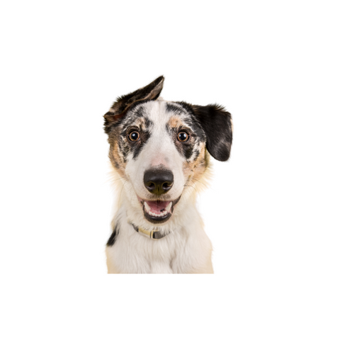 Happy mixed breed dog on white background, promoting dog vitamins and calming treats