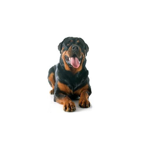 Happy Rottweiler lying down on white background, ideal for dog vitamins and supplements