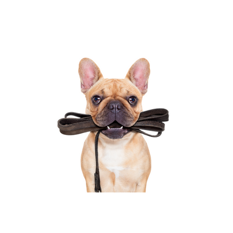 French bulldog holding leash in mouth, ready for walk, on white background