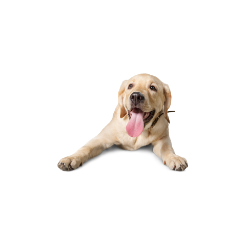 happy yellow Labrador retriever puppy lying down with tongue out, healthy dog image