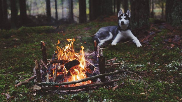 Husky dog lying on forest ground near a small campfire, outdoor nature setting