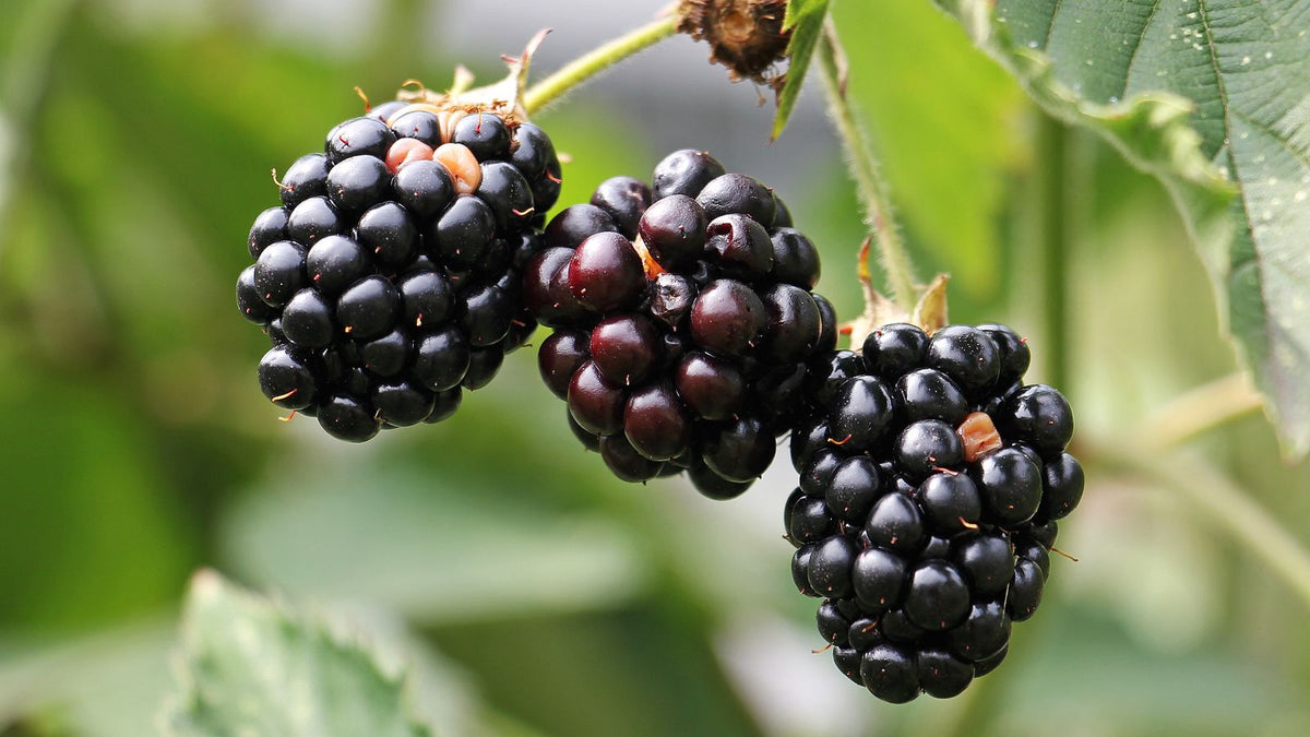 Ripe blackberries on the vine, relevant to whether dogs can eat blackberries
