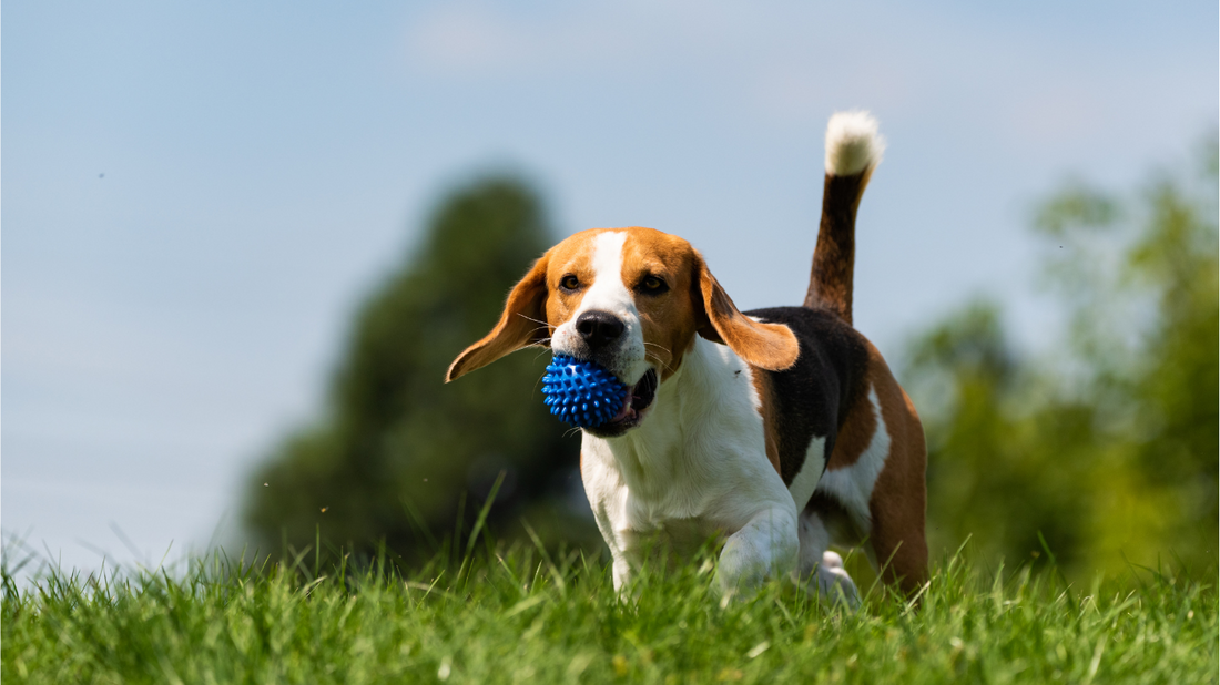 Beagle dog outdoors on grass with blue chew ball, healthy active pet lifestyle