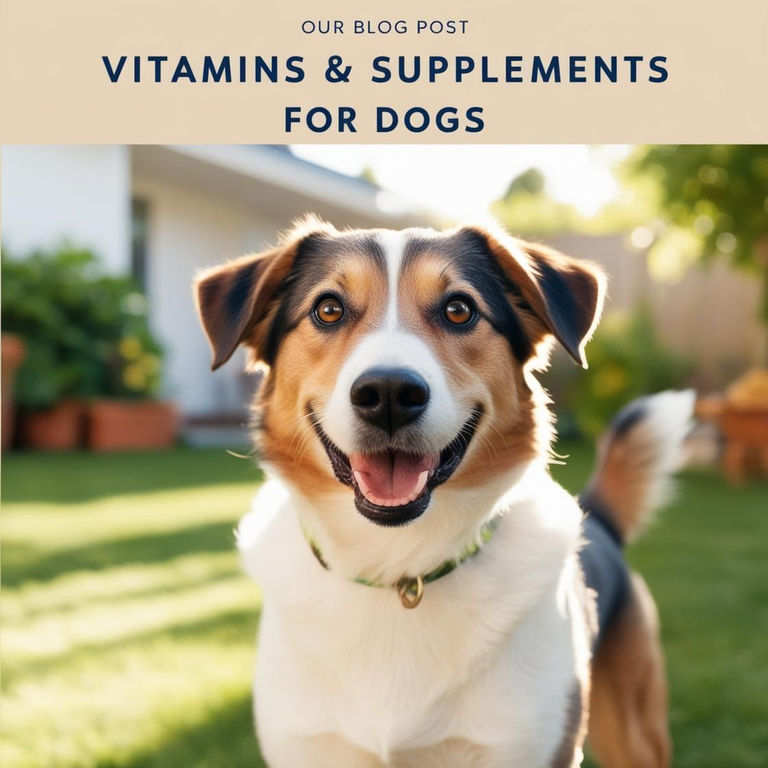 Happy dog outdoors promoting dog vitamins and health supplements, blog post announcement
