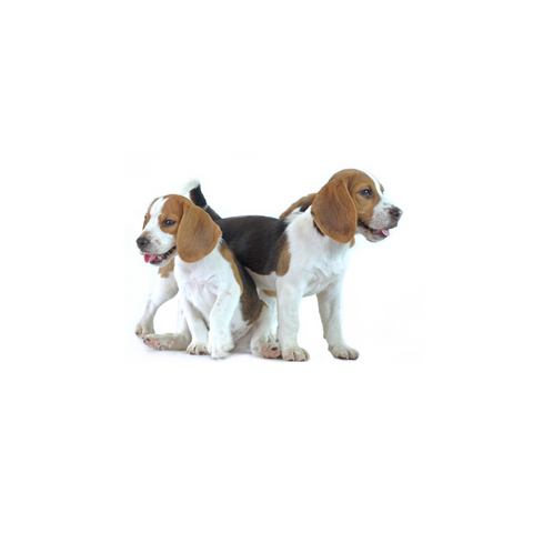 Two beagle puppies standing together on white background, healthy playful dogs