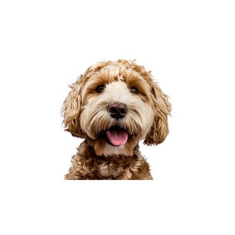 Happy fluffy brown dog with curly fur on white background, ideal for dog supplements and treats