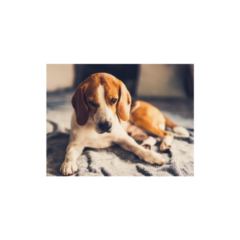 Beagle dog relaxing on a soft bed, ideal for pet health and calming treats promotion