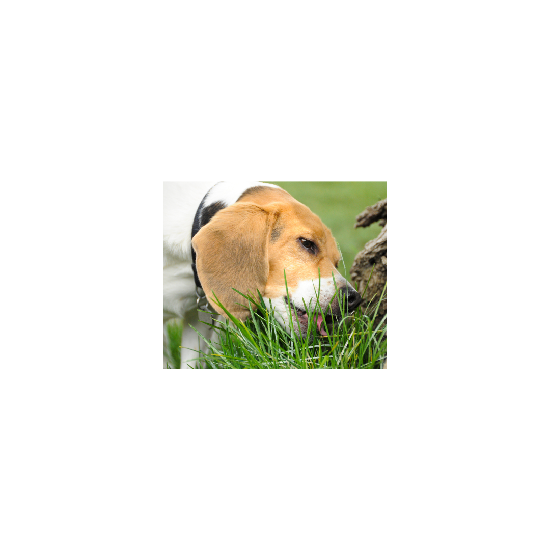Dog eating grass outdoors, dog digestion health, natural pet supplement wellness