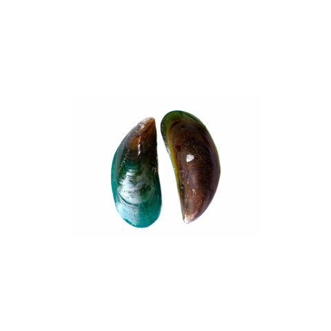Green-lipped mussel shell for dog joint health supplements, isolated on white background