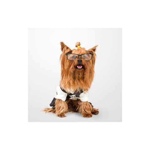 Yorkshire Terrier in glasses and a shirt, promotes dog vitamins and supplements