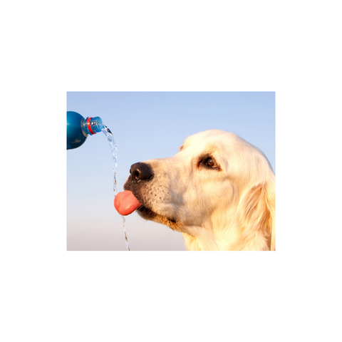 Golden retriever drinking water from bottle outdoors, healthy hydration for dogs