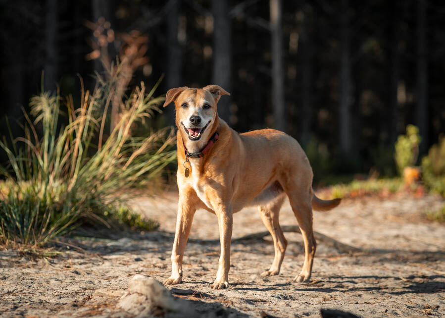 Brown dog with a collar standing on dirt ground outdoors in natural sunlight
