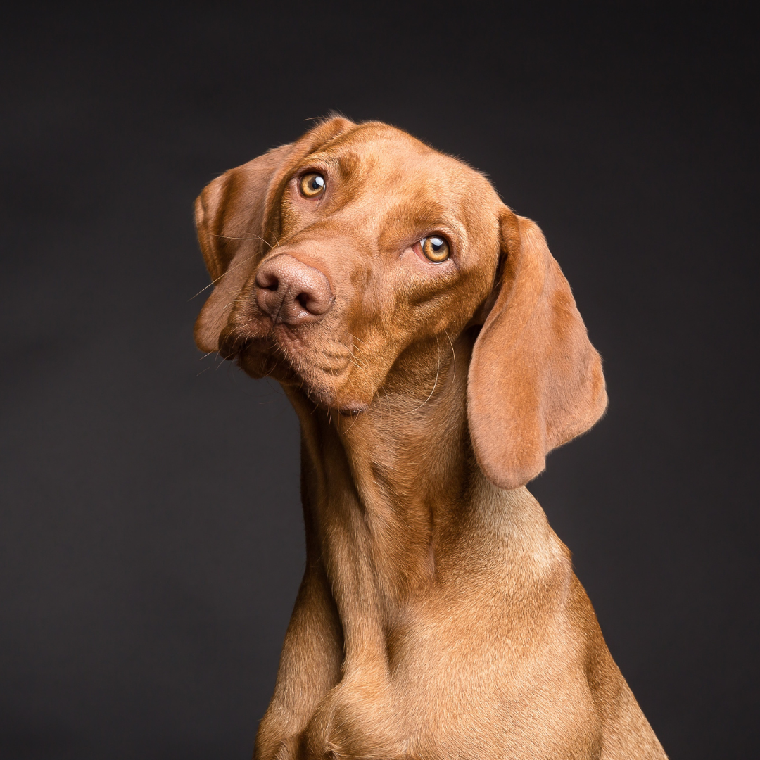 Brown dog with floppy ears posing on dark background, ideal for dog vitamins or calming treats