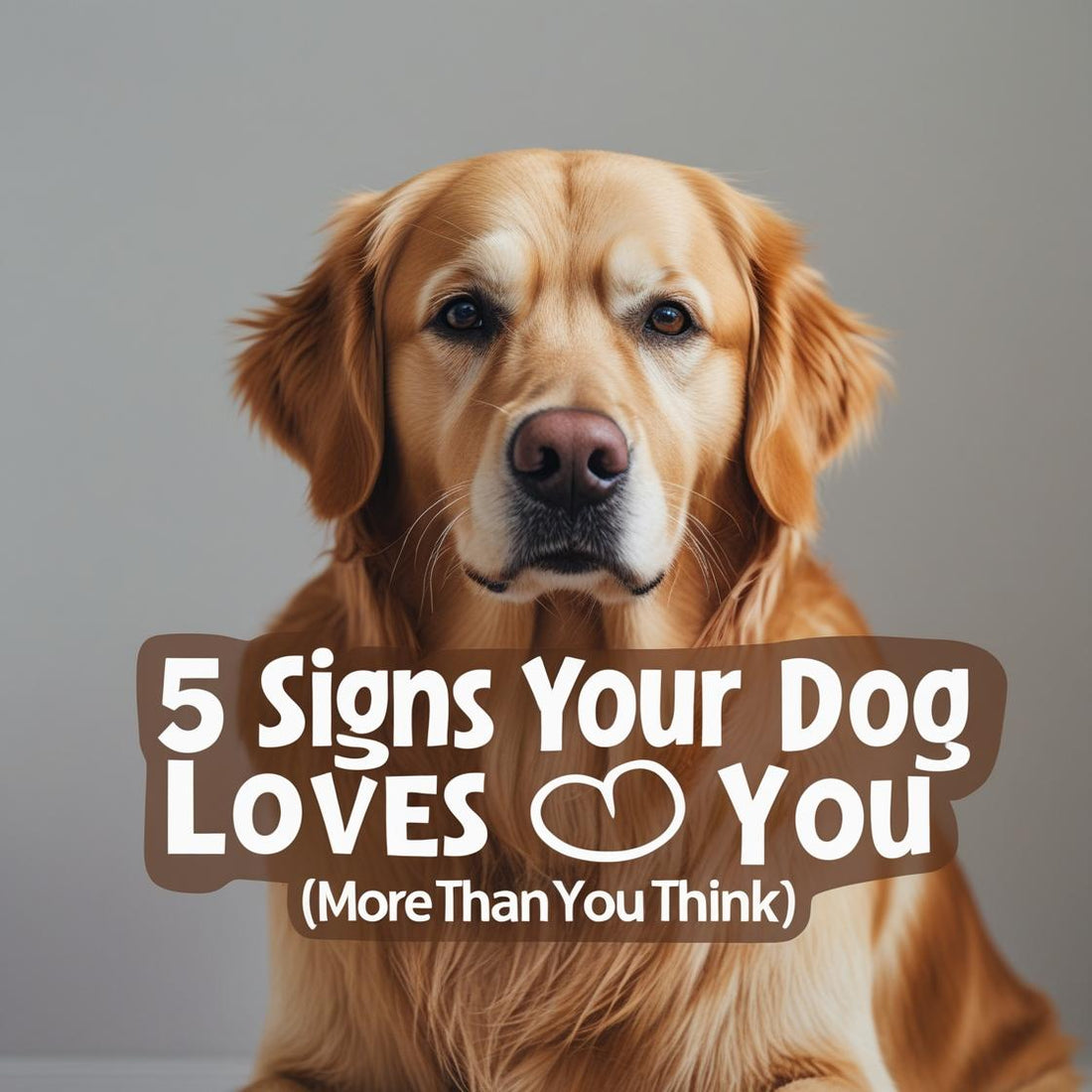 Golden retriever dog with text overlay '5 Signs Your Dog Loves You (More Than You Think)'