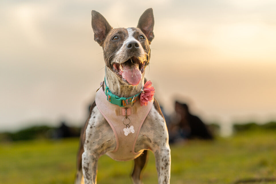 Happy dog in pink harness enjoying a park walk at sunset, tongue out and ears up
