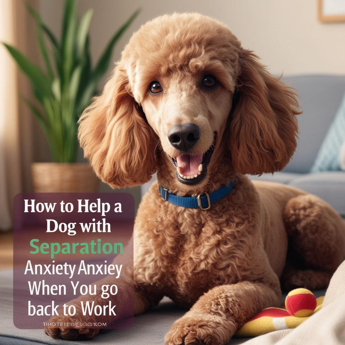 Happy poodle dog with curly fur and blue collar relaxing indoors, support for separation anxiety.