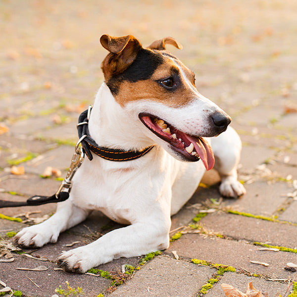 Happy Jack Russell Terrier dog on leash lying on outdoor pavement, healthy pet