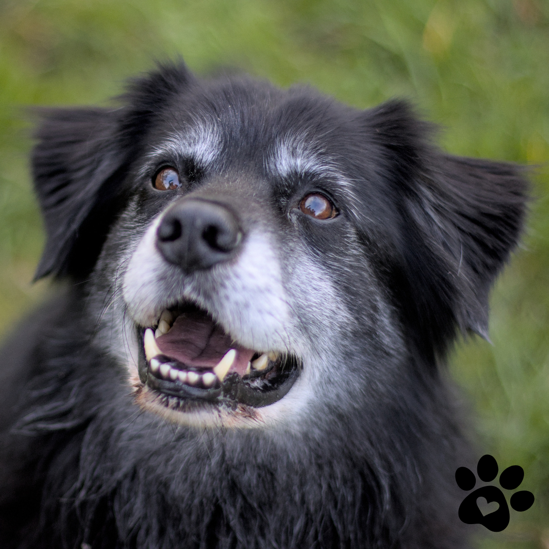 Happy senior dog with black fur and gray muzzle outdoors, healthy teeth, green grass background