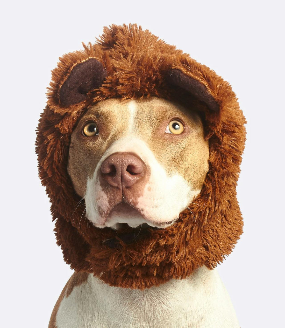 Dog wearing a brown furry lion mane costume, calm expression, white background