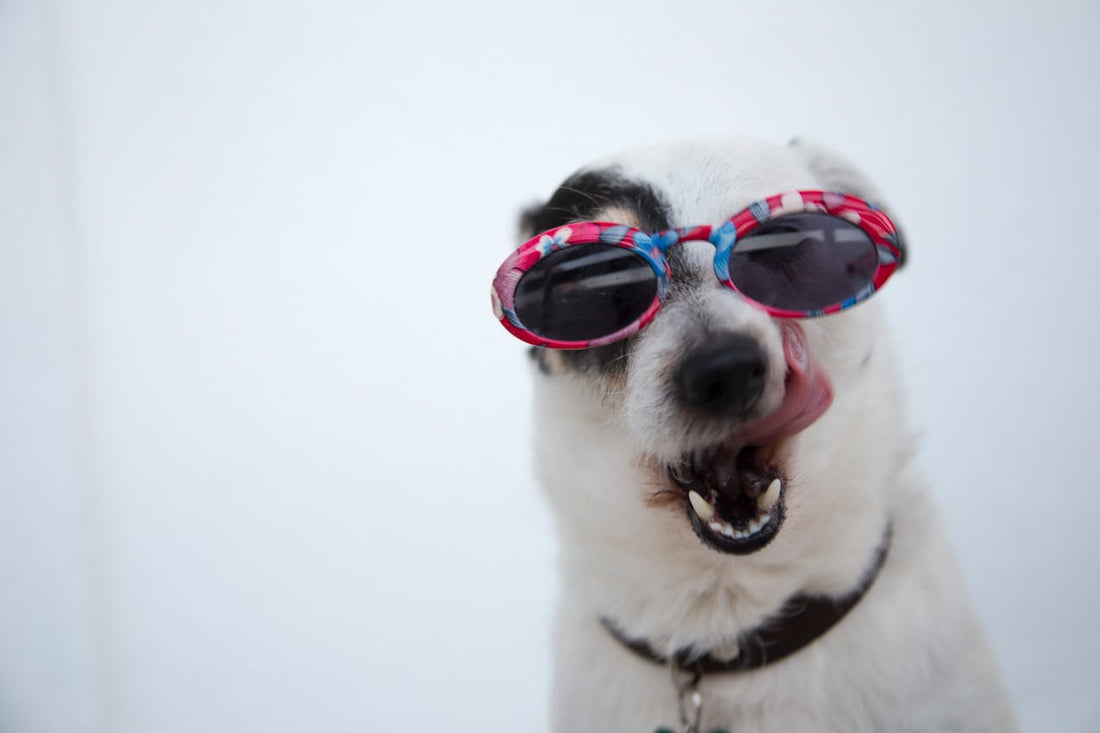 Happy dog wearing colorful sunglasses, licking lips, promoting dog health and wellness