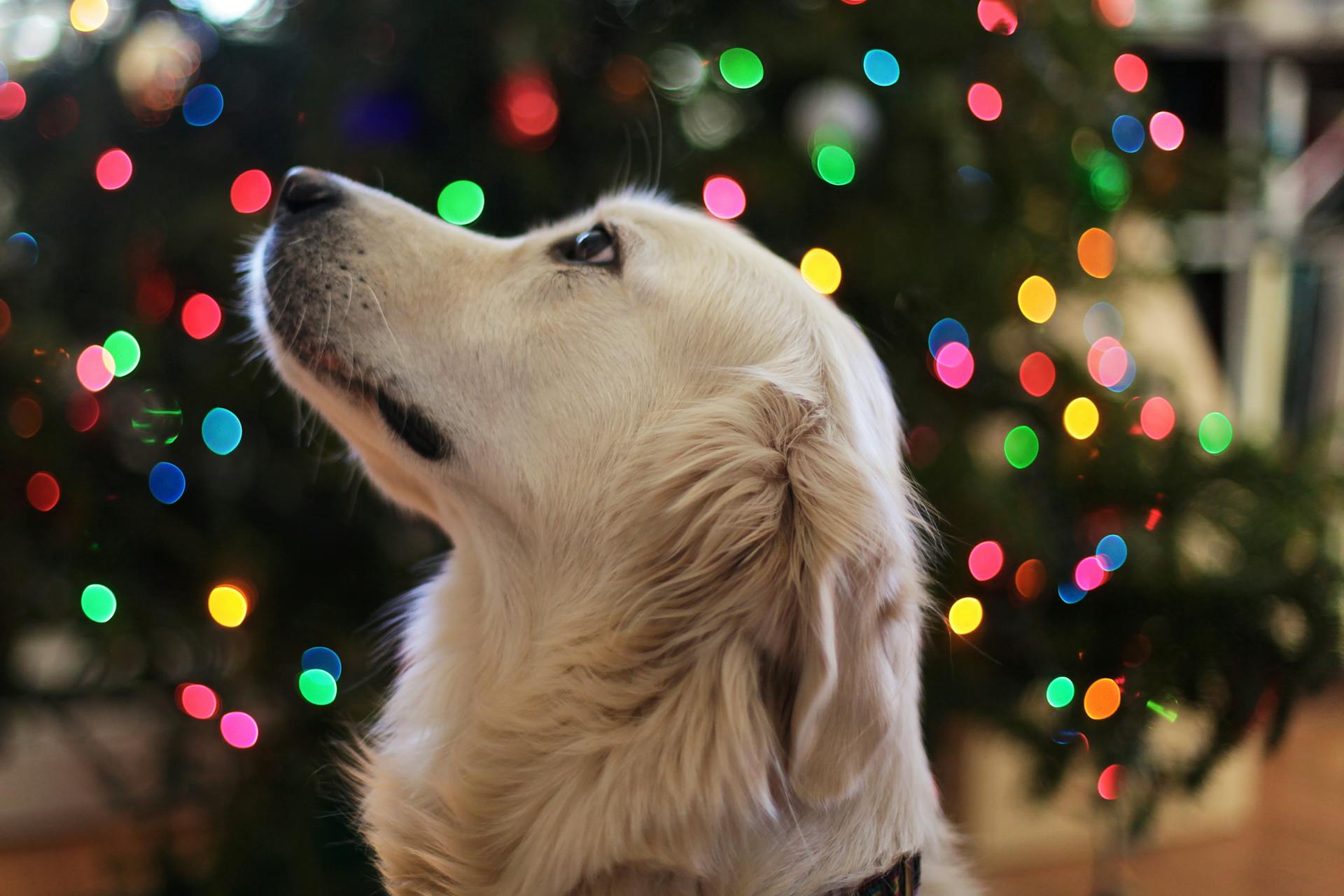 Golden retriever dog with festive Christmas lights in the background