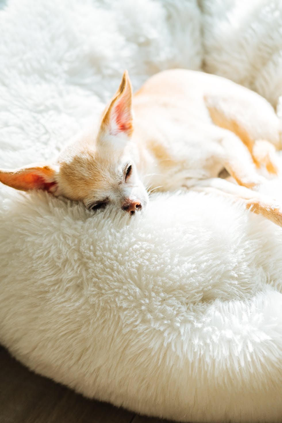 Small dog resting on a fluffy white pet bed in sunlight, calming and cozy scene