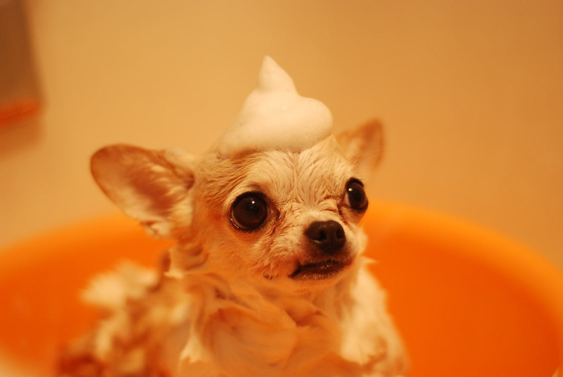 Small dog in bath with soap suds on head, pet grooming and dog hygiene concept