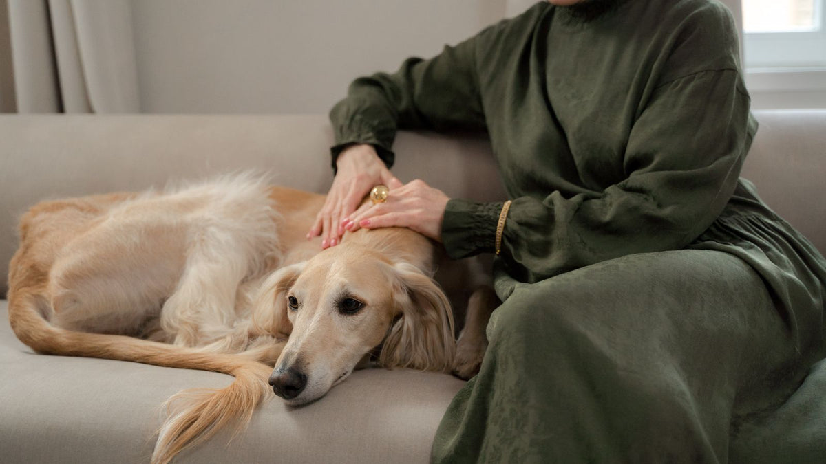 Woman relaxing calmly with her dog on a sofa at home