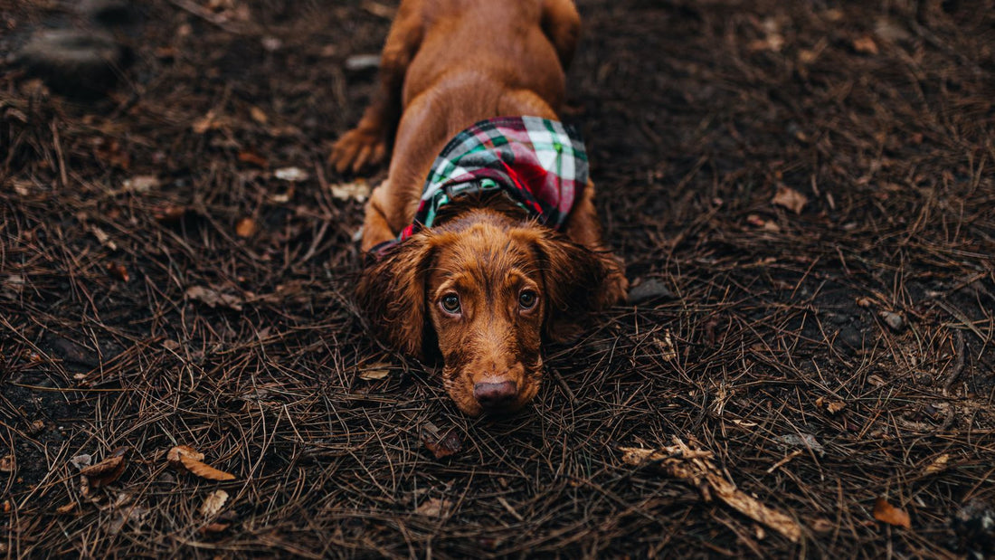 Dachshund dog resting outdoors on fallen leaves