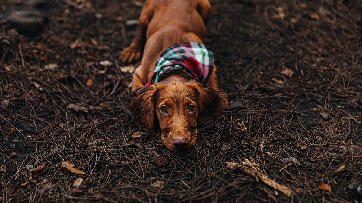 Dachshund dog resting outdoors on fallen leaves