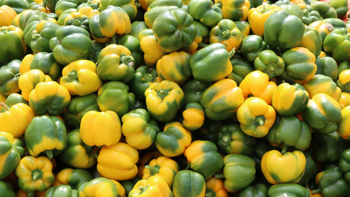 Fresh bell peppers, relevant to whether dogs can eat peppers