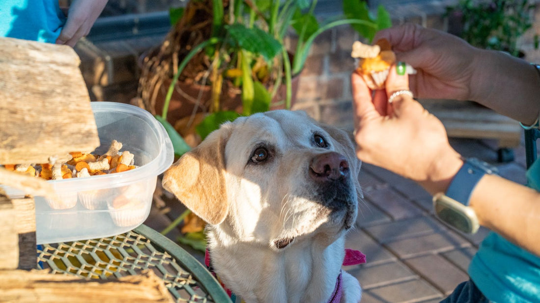Owner giving a Labrador a calming chew - calming chews vs tablets for dogs UK