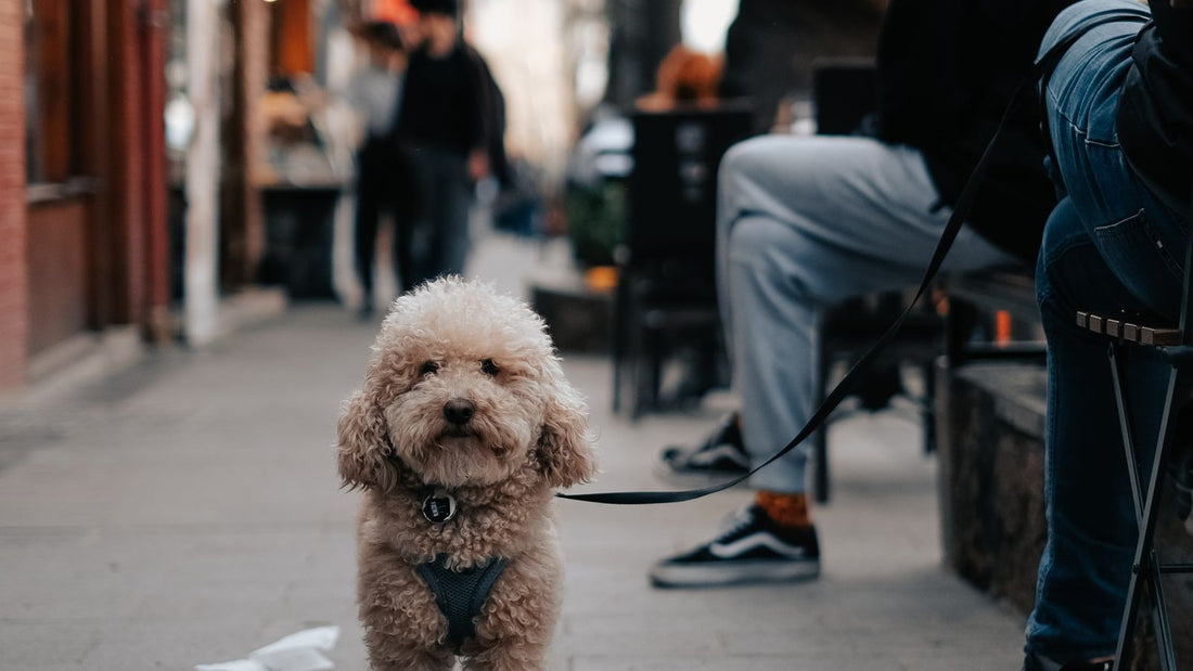 Toy Poodle, a breed commonly described as hypoallergenic, standing on a city pavement