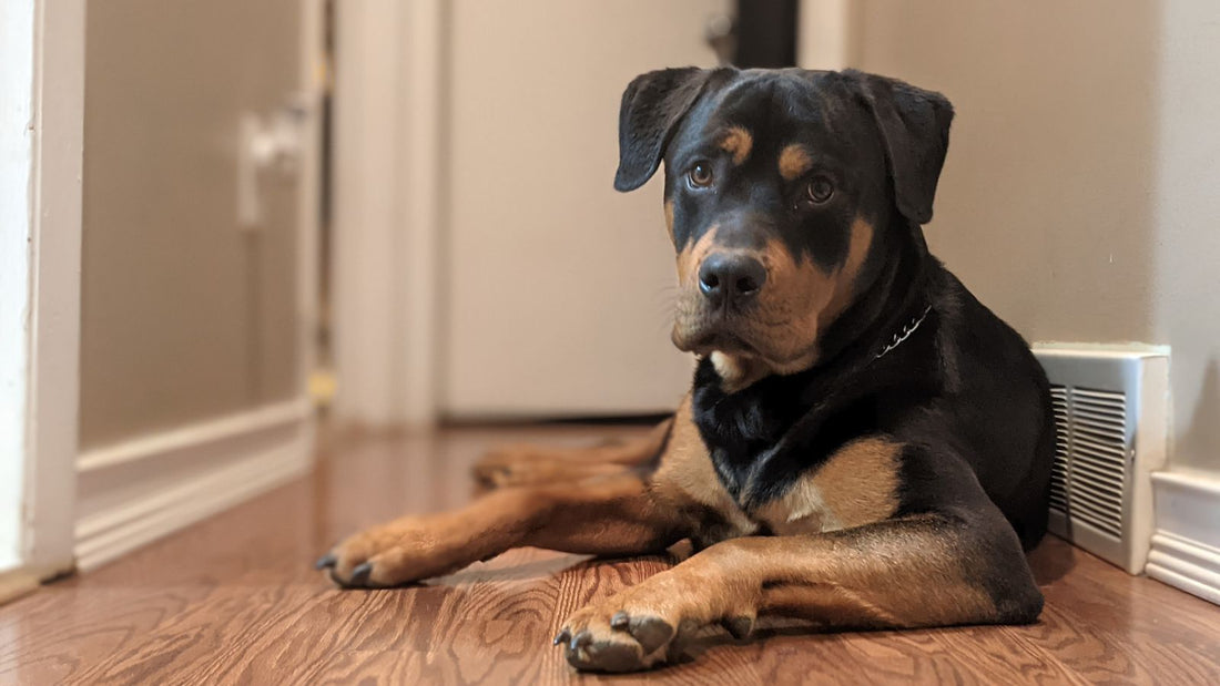 Dog resting on the floor - dog diarrhoea home remedies and when to see a vet