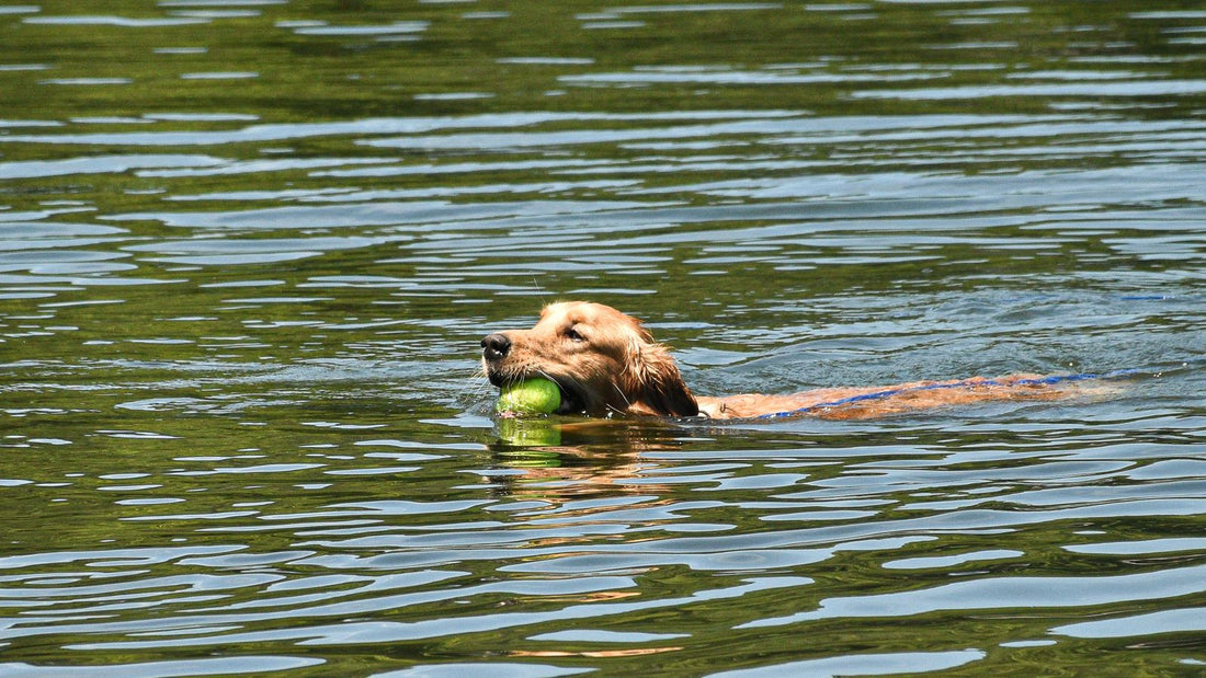 Golden retriever swimming in a lake, relevant to blue-green algae poisoning risk in UK waters