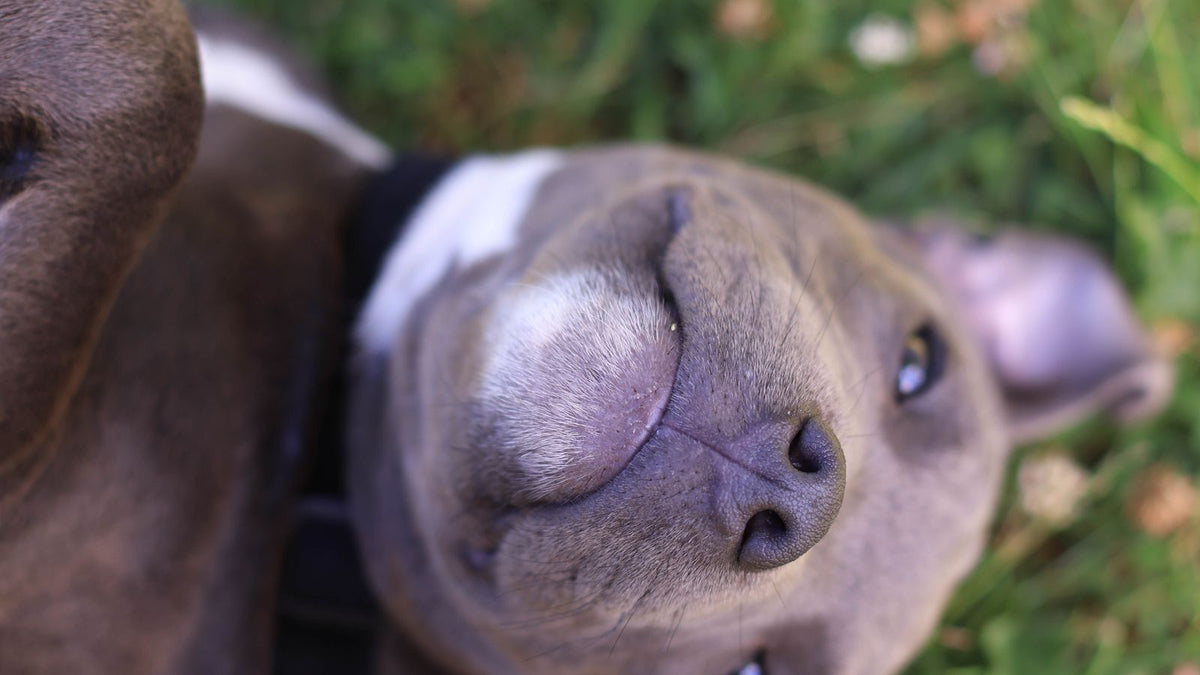 Happy healthy dog lying on grass outdoors