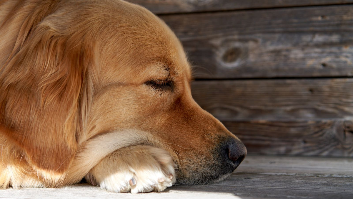 Calm golden retriever resting peacefully on a wooden floor