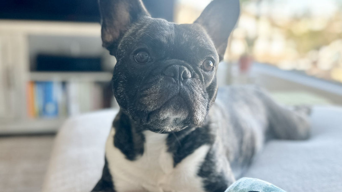 Calm dog relaxing on a sofa - calmest dog breeds by size UK
