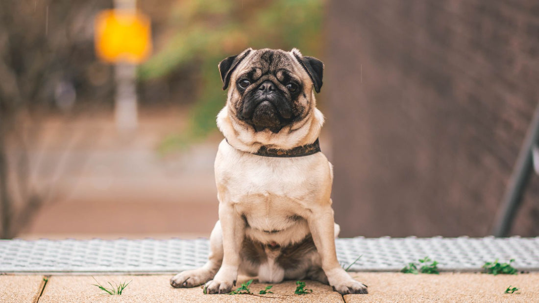 A pug, a brachycephalic breed prone to snoring