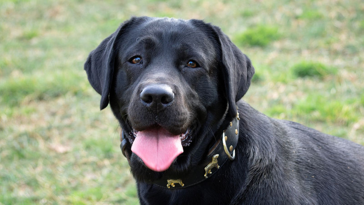 Happy adult Labrador Retriever outdoors - UK breed health guide