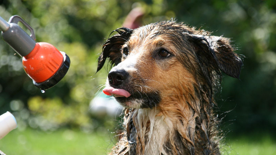 Wet dog being rinsed outdoors during a bath