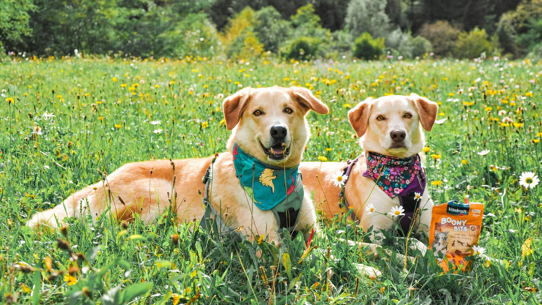 Two happy Labradors with treats in a sunny meadow