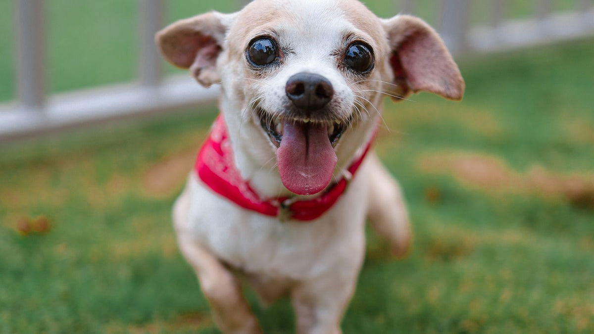 Chihuahua outdoors - UK breed health guide