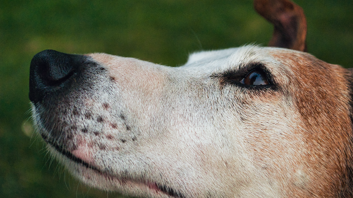 Close-up of an older dog's face - early signs of arthritis in dogs