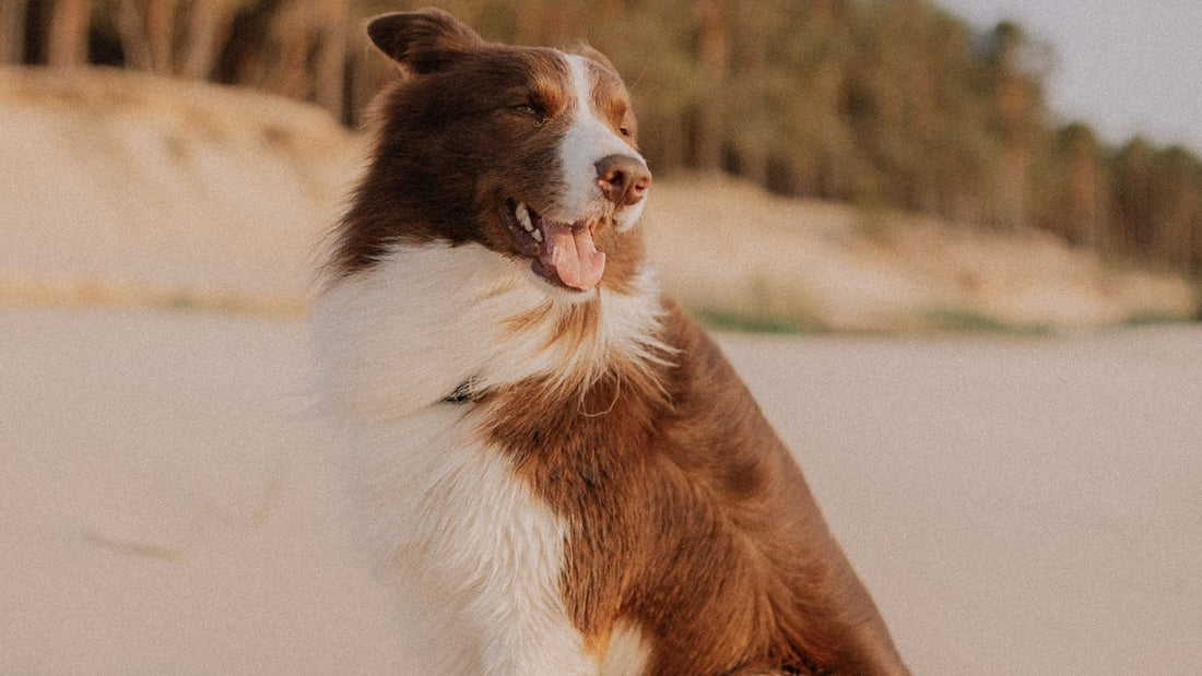 Border Collie dog sitting on a beach