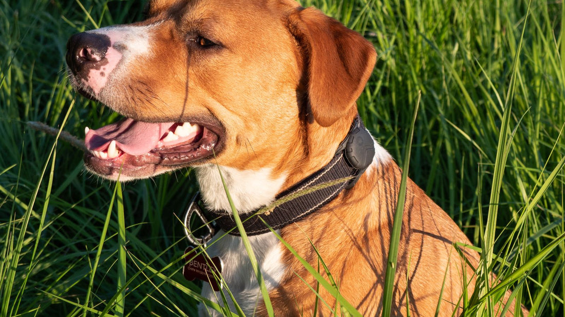 Staffordshire Bull Terrier in tall grass outdoors