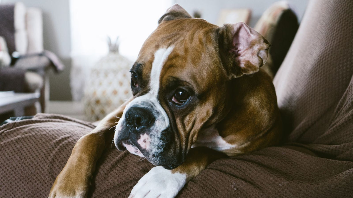 Colitis in Dogs: Causes, Symptoms & the Boxer Exception (UK Guide)